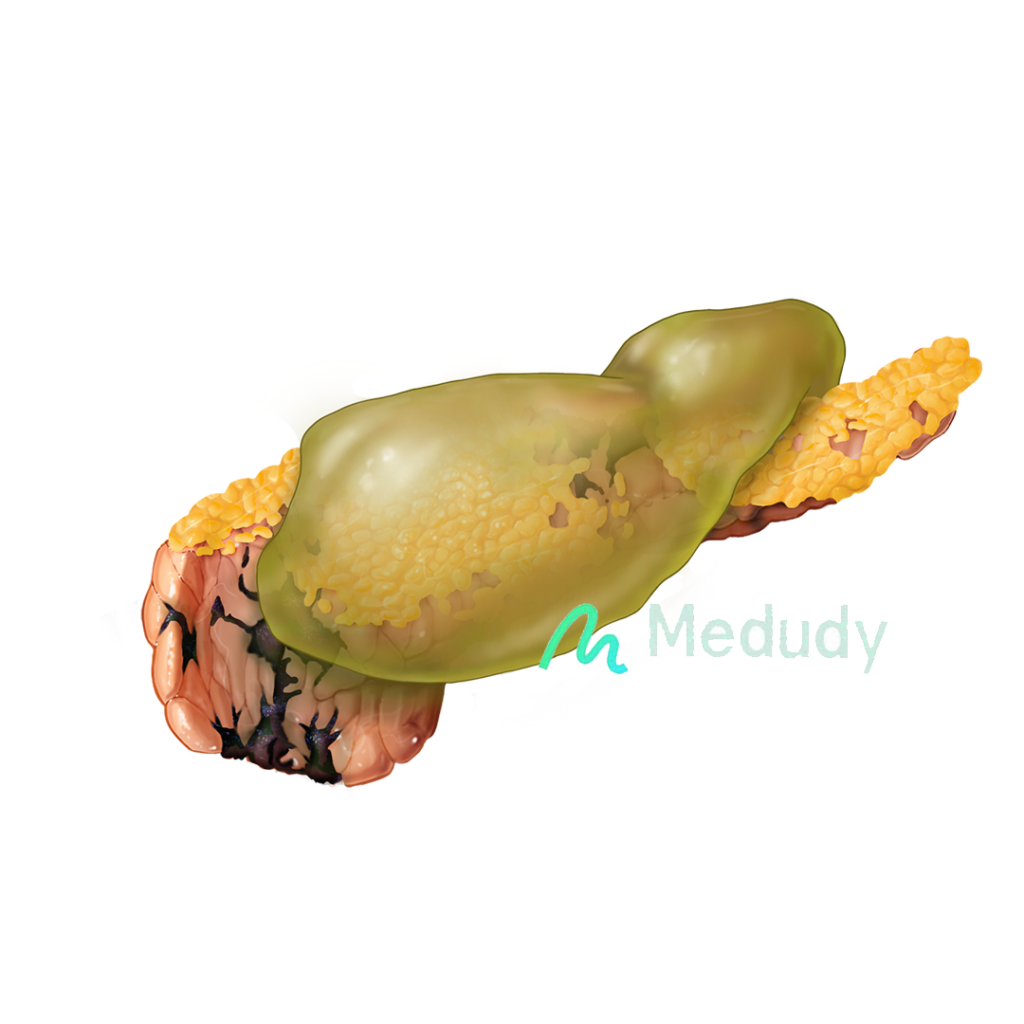 medudy pancreas
