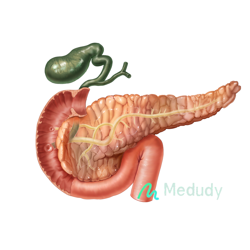 pancreas