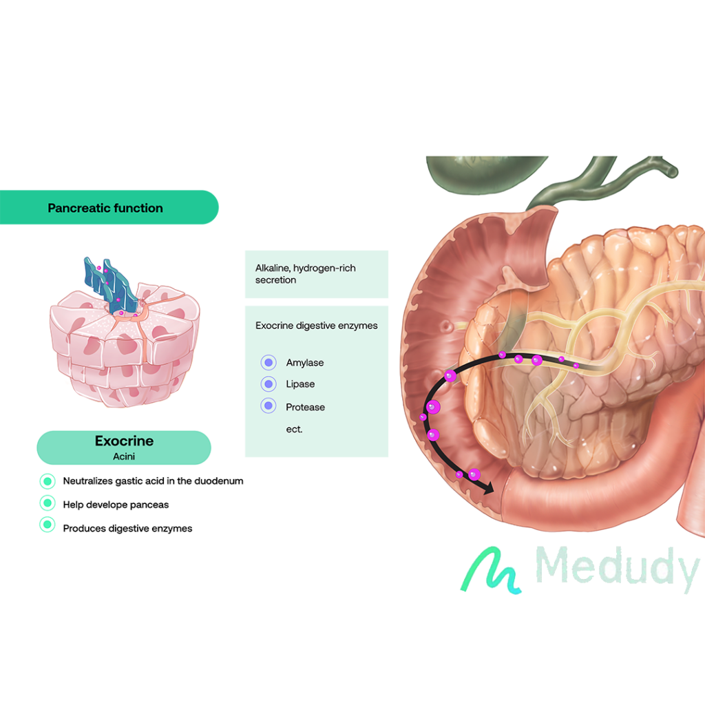 pancreas medudy