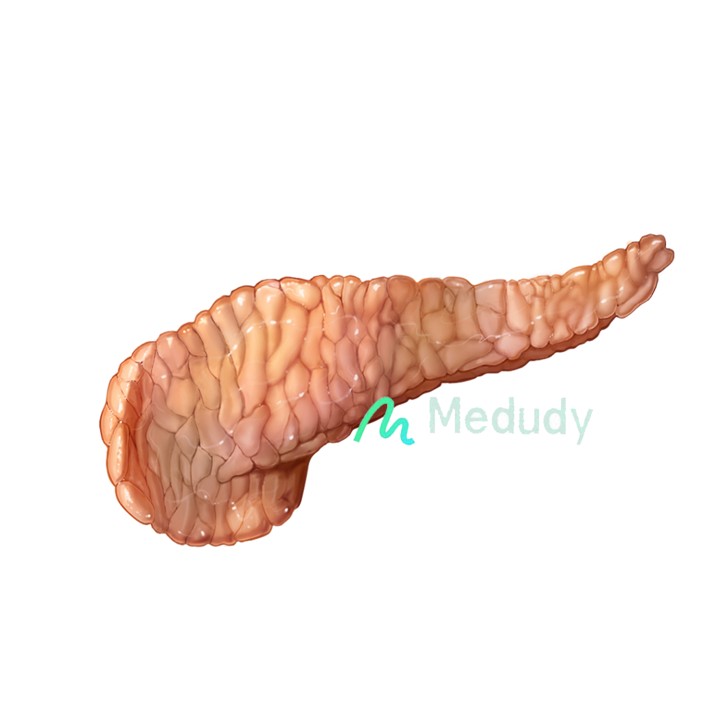 pancreas plain meduduy