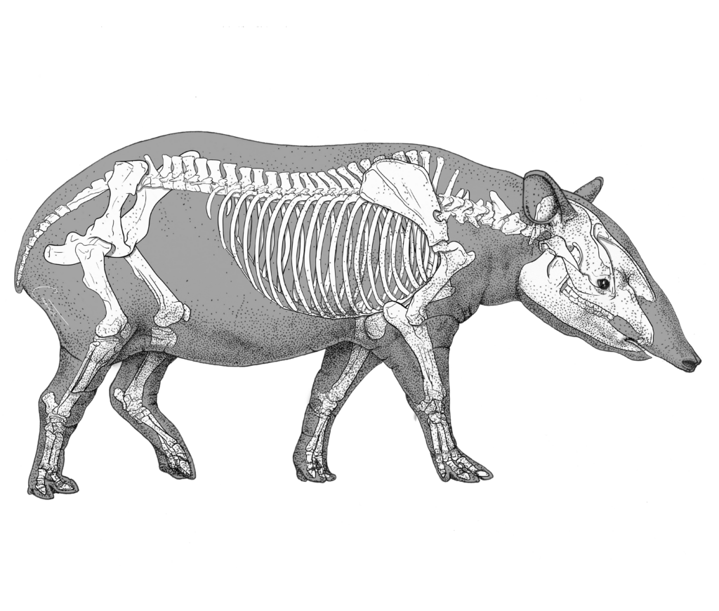 tapir skeleton 1