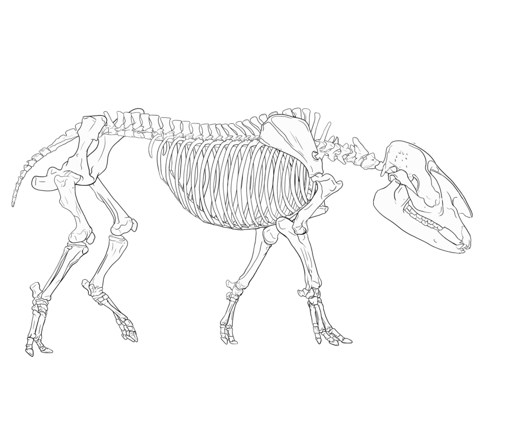 tapir skeleton