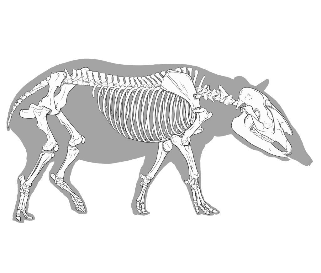 tapir skeleton 2
