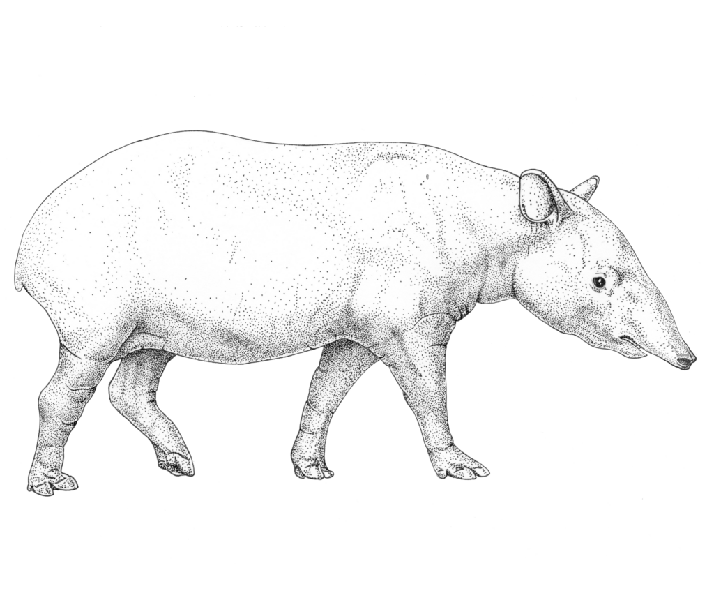 tapir skeleton 3
