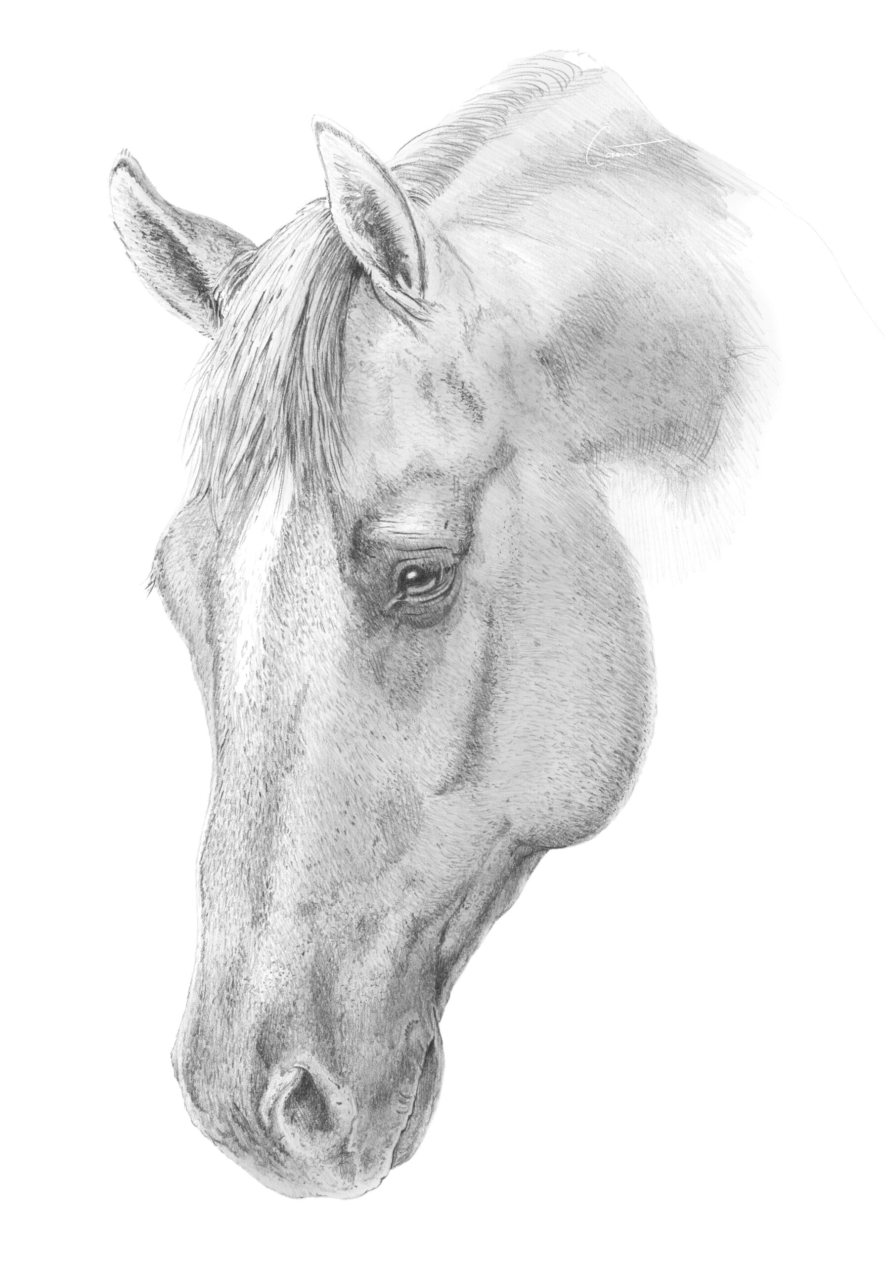 Paard