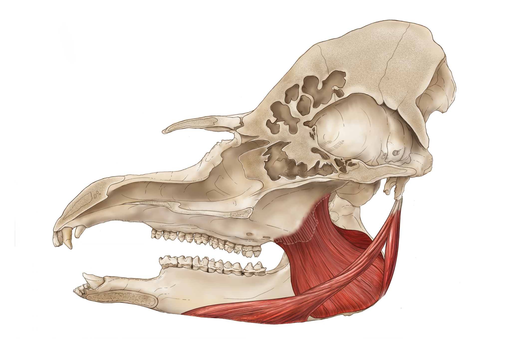 Ptery + digastricus