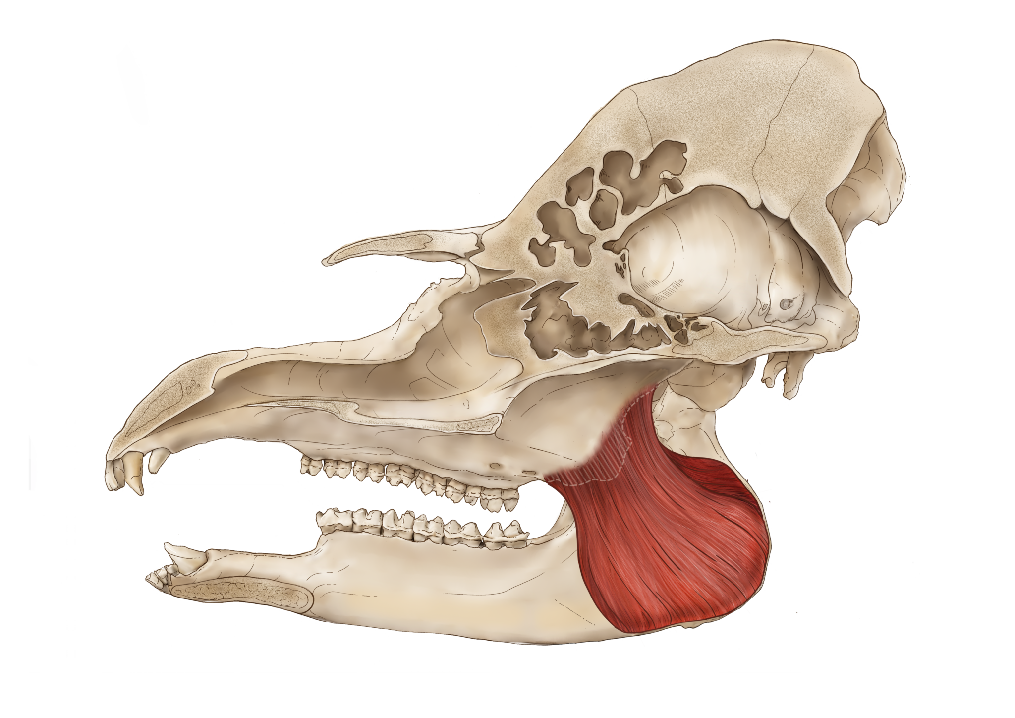 Pterygoideus