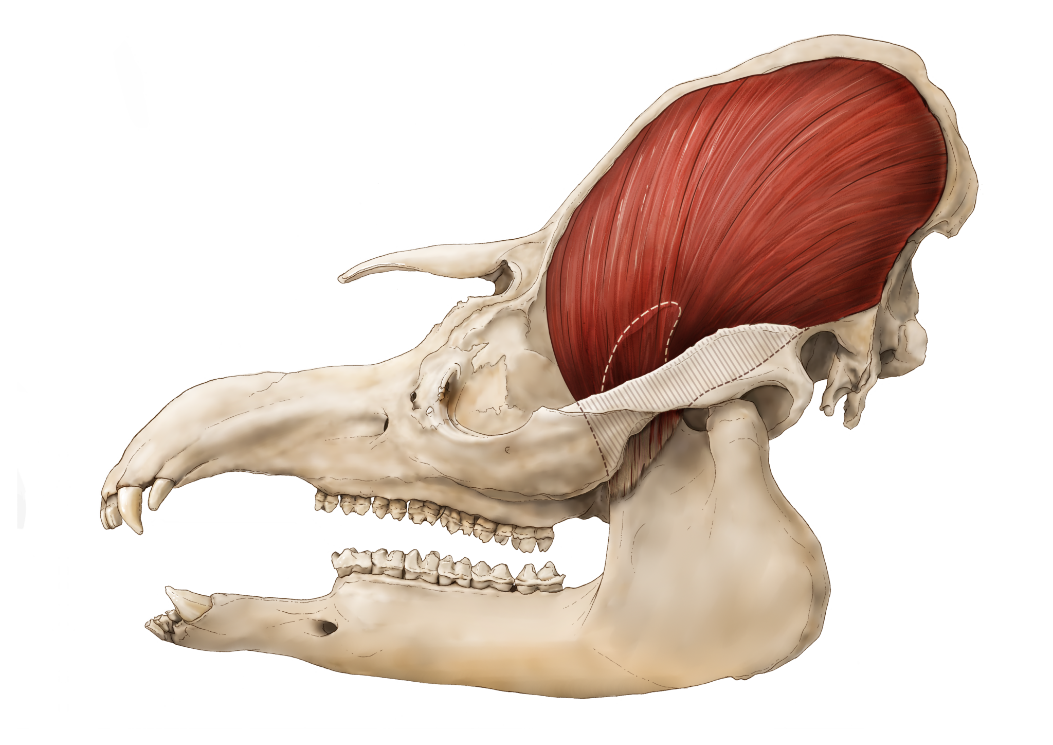 Temporalis