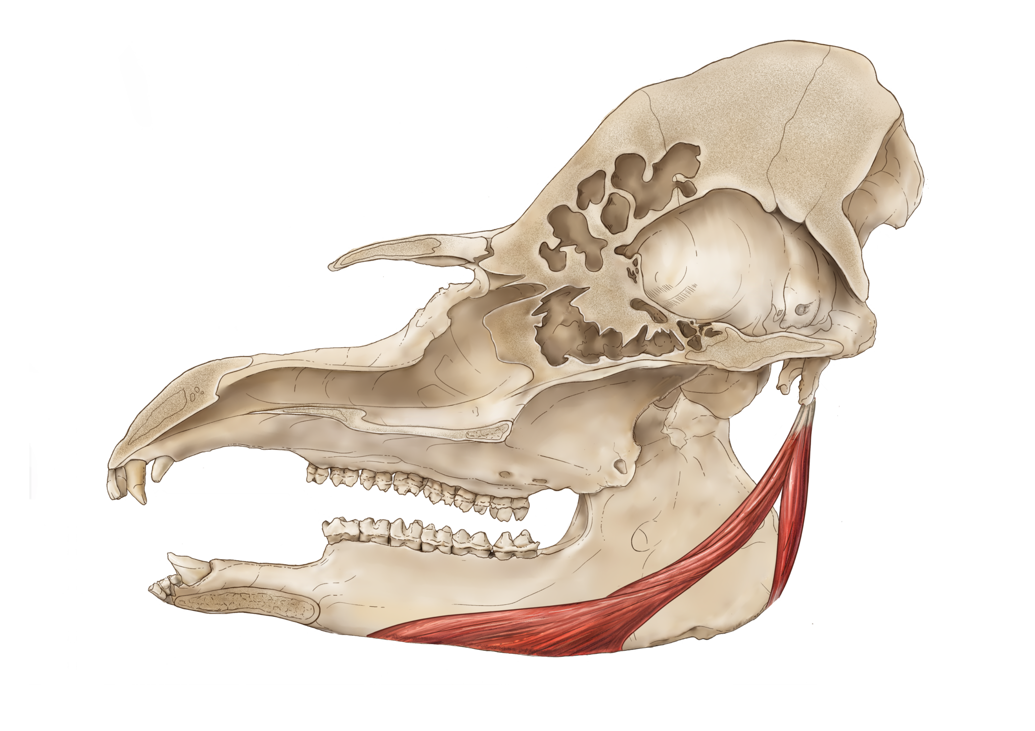 digastricus